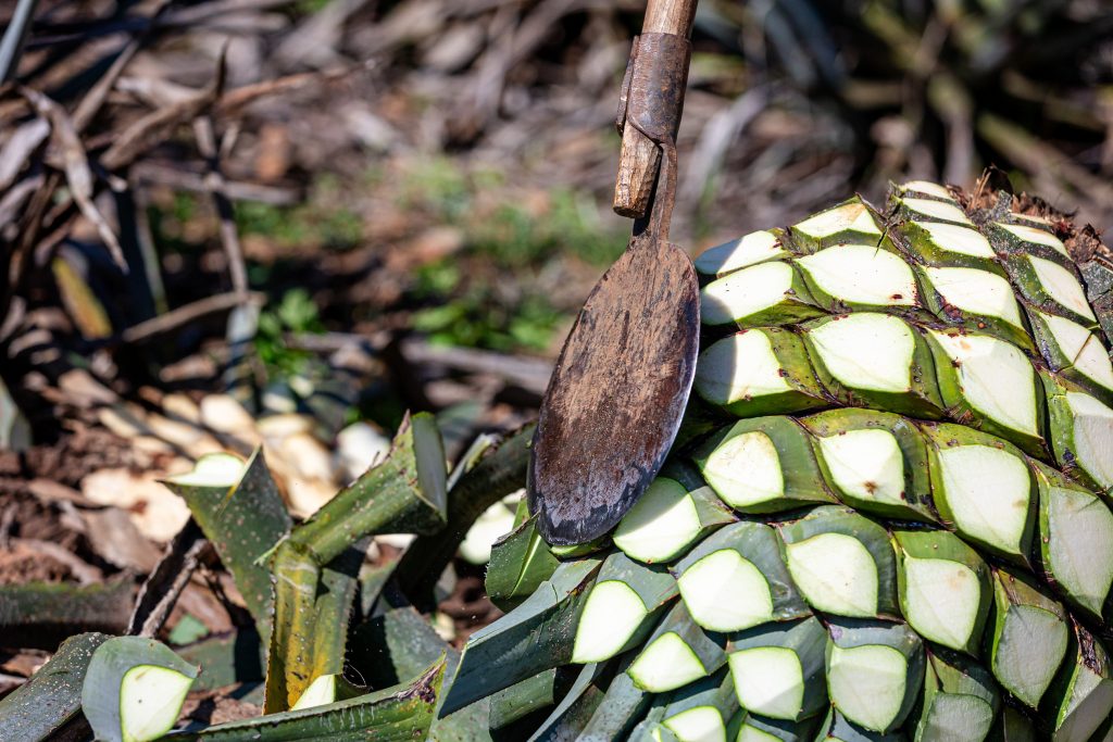 El Mayor tequila Bart;s Bottles